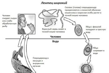 Системы органов ленточных червей